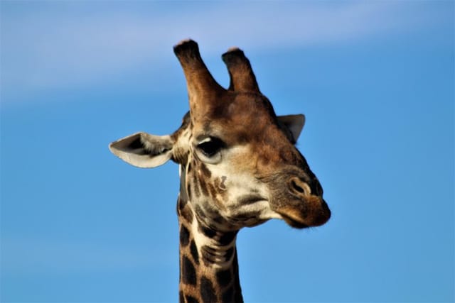 Giraffe - KNP Bush Walk